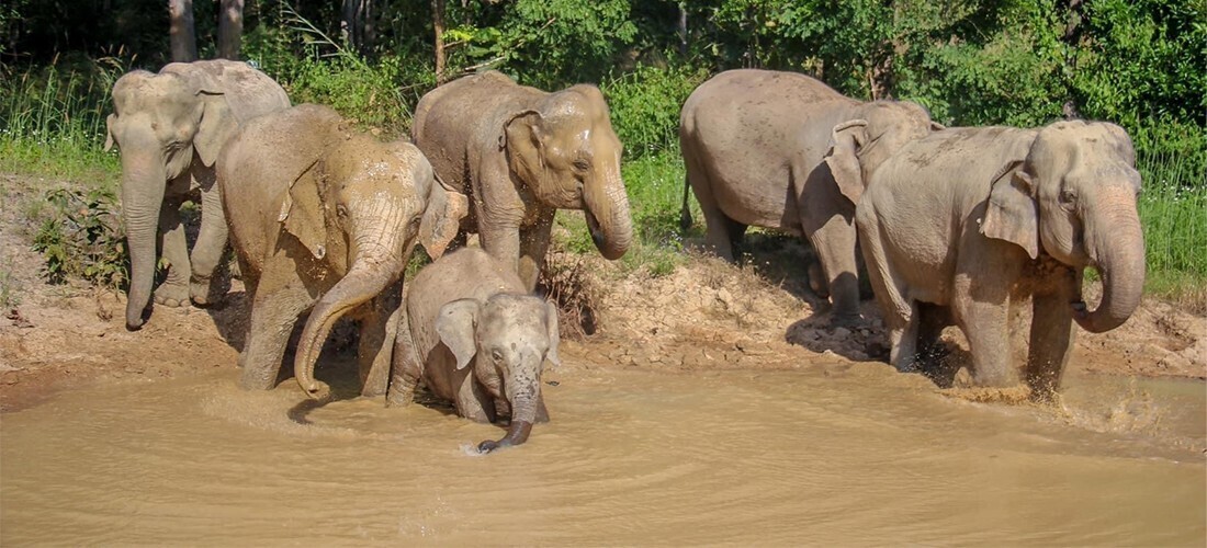 Mae Rim Elephant Sanctuary